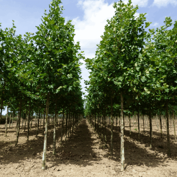 PLATANUS x hispanica 'Pyramidalis' – Image 3