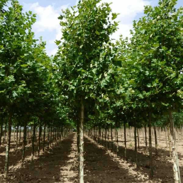PLATANUS x hispanica 'Pyramidalis' – Image 2