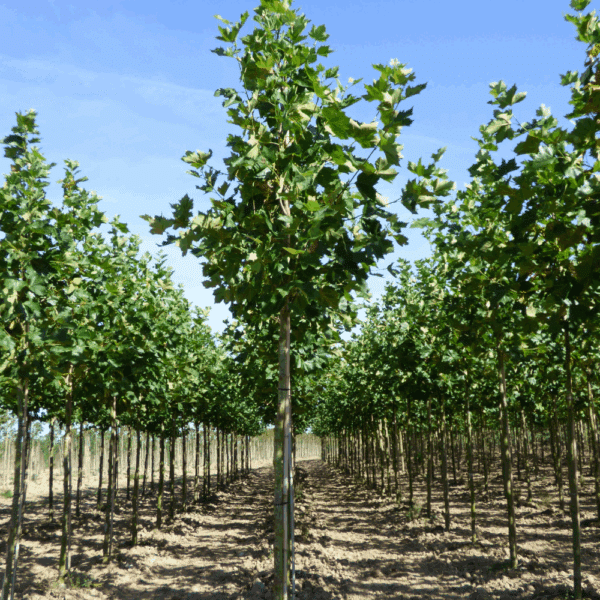 PLATANUS x hispanica 'Pyramidalis' – Image 9