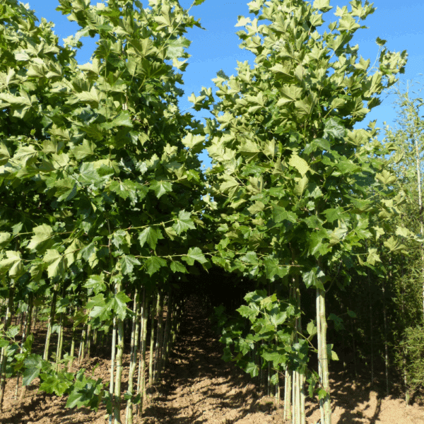 PLATANUS x hispanica 'Pyramidalis' – Image 8