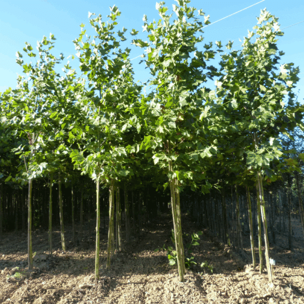 PLATANUS x hispanica 'Pyramidalis' – Image 7