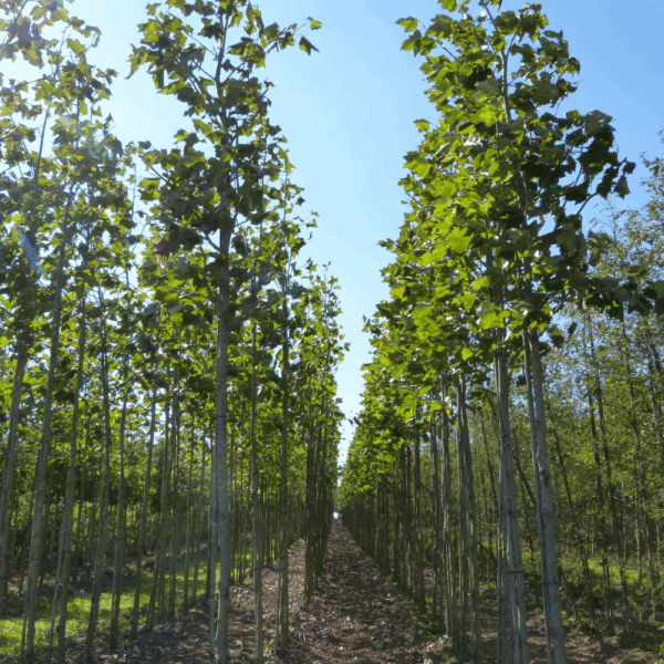 PLATANUS x hispanica 'Pyramidalis' – Image 6
