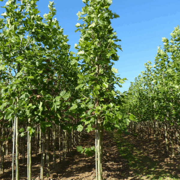 PLATANUS x hispanica 'Pyramidalis' – Image 5