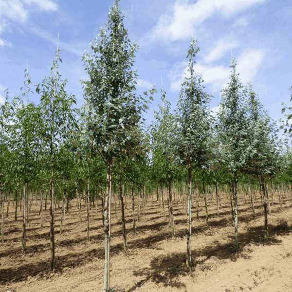 POPULUS alba – Image 5