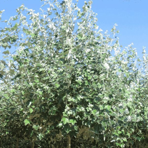 POPULUS alba – Image 2