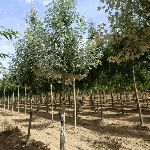 POPULUS alba – Image 4