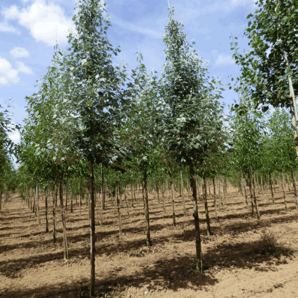 POPULUS alba – Image 3