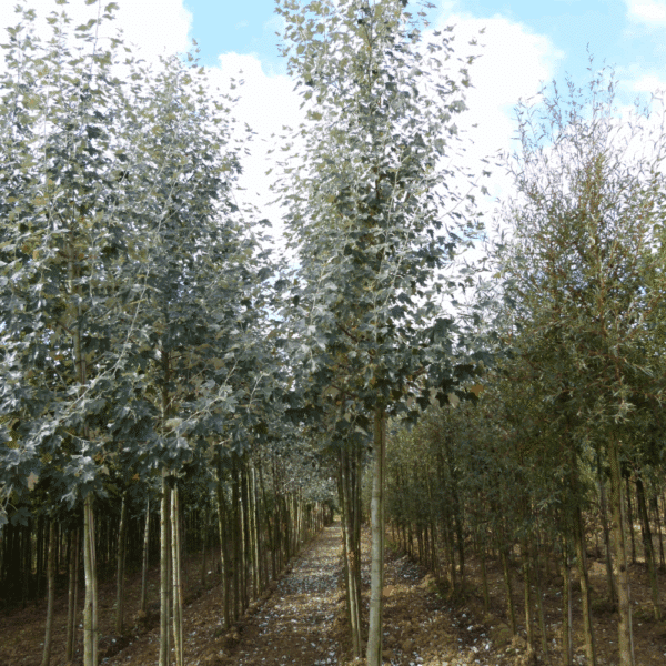 POPULUS alba – Image 8