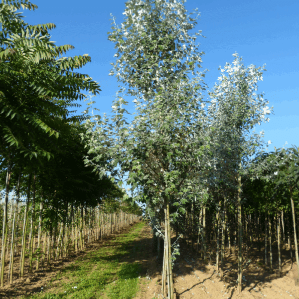 POPULUS alba – Image 7