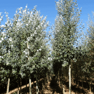 POPULUS alba