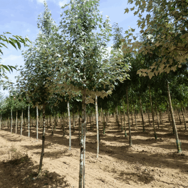 POPULUS alba – Image 6