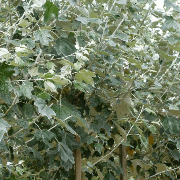 POPULUS alba 'Nivea' – Image 3