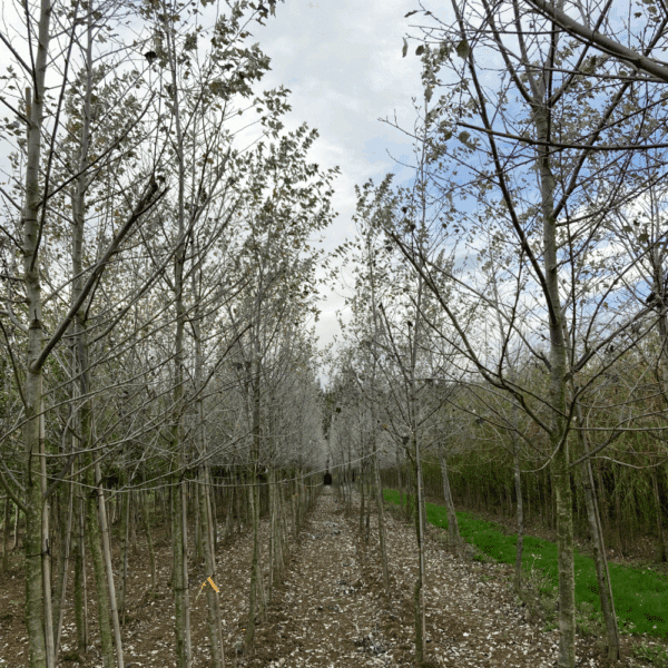 POPULUS alba 'Nivea' – Image 5