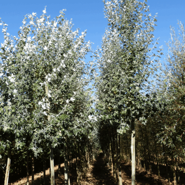 POPULUS alba 'Nivea' – Image 2