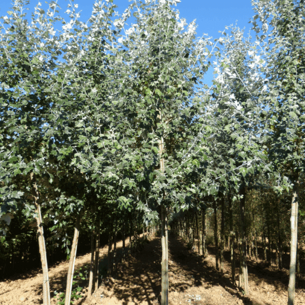 POPULUS alba 'Nivea' – Image 4