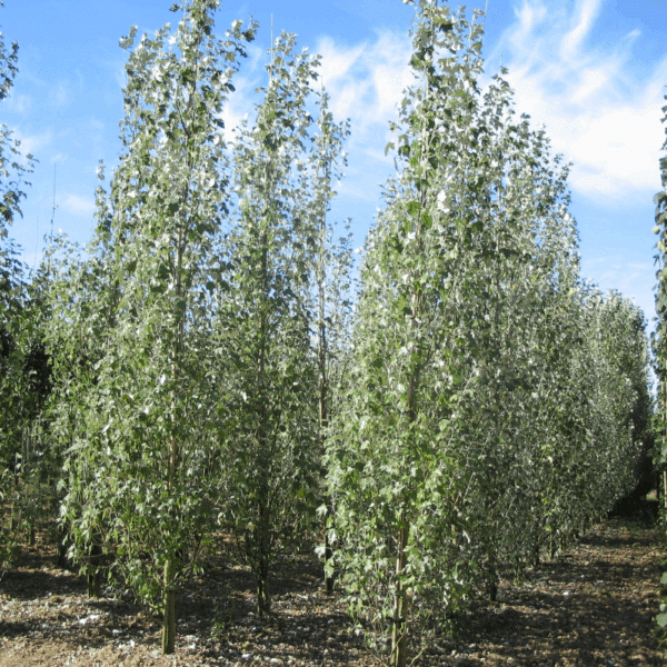 POPULUS alba 'Raket' – Image 4