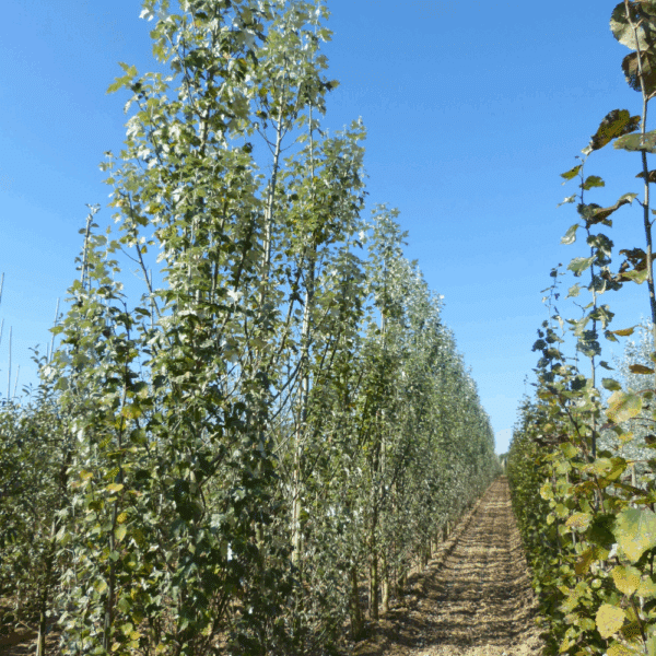 POPULUS alba 'Raket' – Image 2