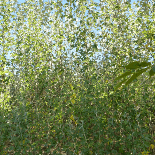 POPULUS alba 'Raket' – Image 3