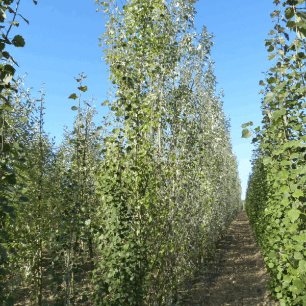 POPULUS alba 'Raket' – Image 5