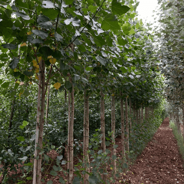 POPULUS x canadensis 'Robusta' – Image 2