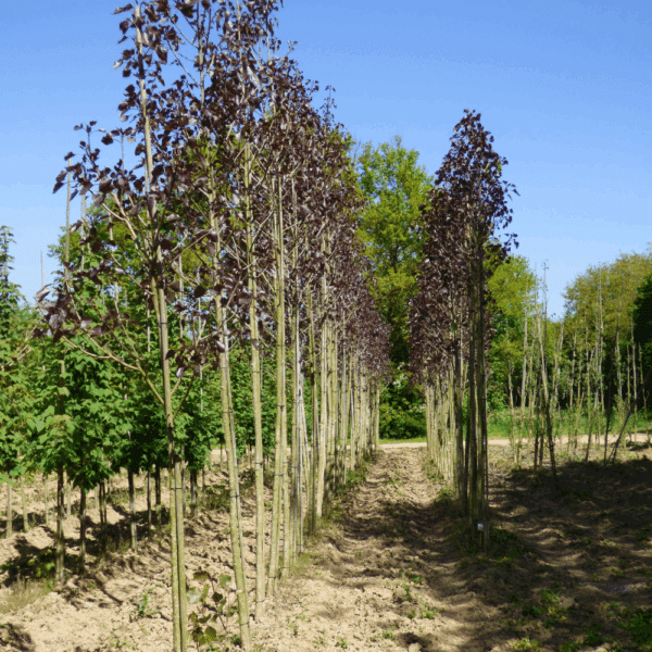 POPULUS deltoides 'Purple Tower®' – Image 2