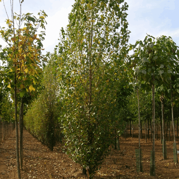 POPULUS nigra 'Italica' – Image 2