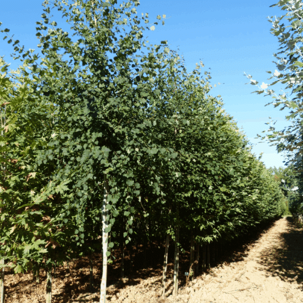 POPULUS tremula – Image 2