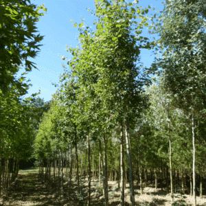 POPULUS tremula