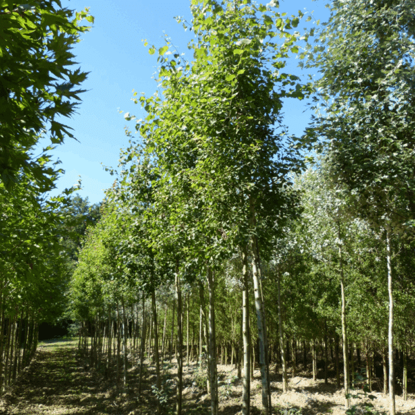 POPULUS tremula