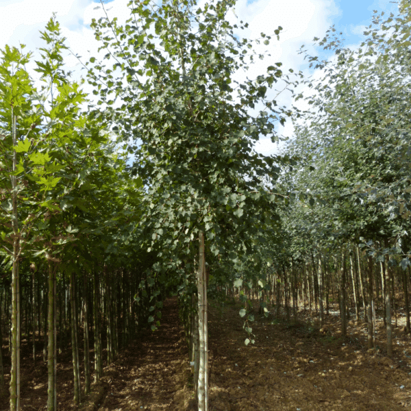 POPULUS tremula – Image 3