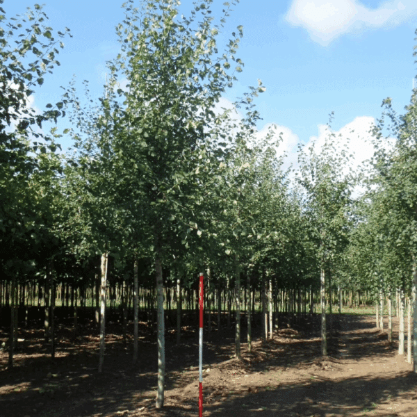 POPULUS tremula – Image 4
