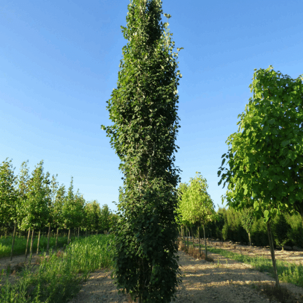 POPULUS tremula 'Erecta' – Image 2