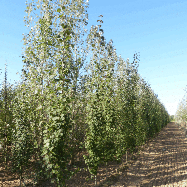 POPULUS tremula 'Erecta' – Image 3