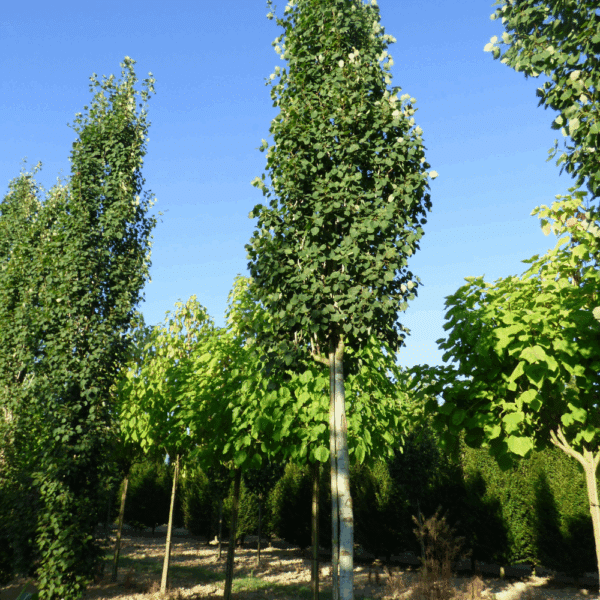 POPULUS tremula 'Erecta' – Image 4