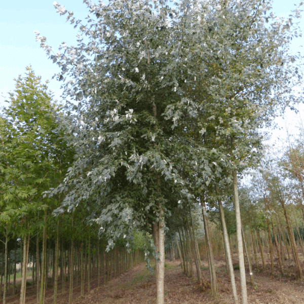 POPULUS x canadensis – Image 3