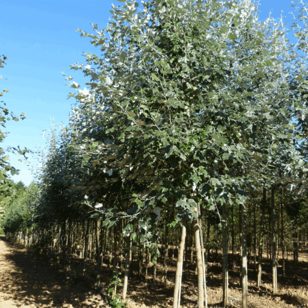 POPULUS x canadensis – Image 2