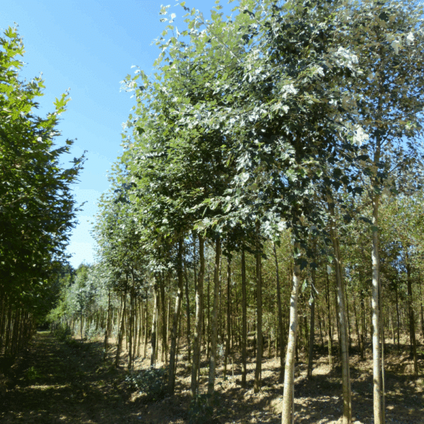 POPULUS x canadensis – Image 4
