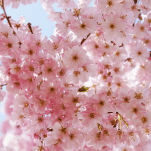 PRUNUS 'Accolade'