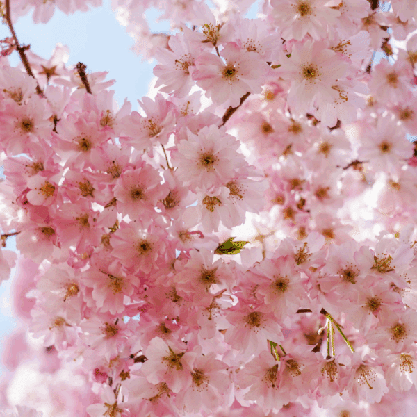PRUNUS 'Accolade'
