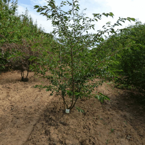 PRUNUS 'Accolade' – Image 13