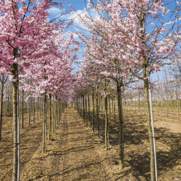 PRUNUS 'Accolade' – Image 9
