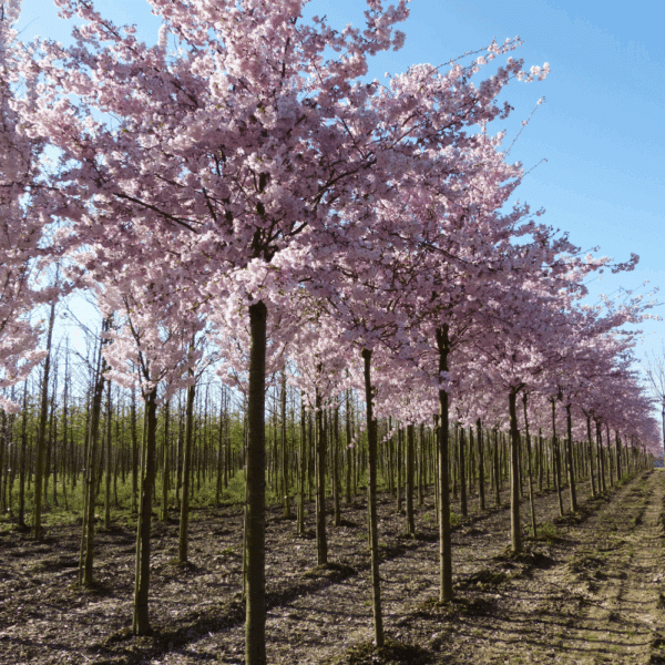 PRUNUS 'Accolade' – Image 3