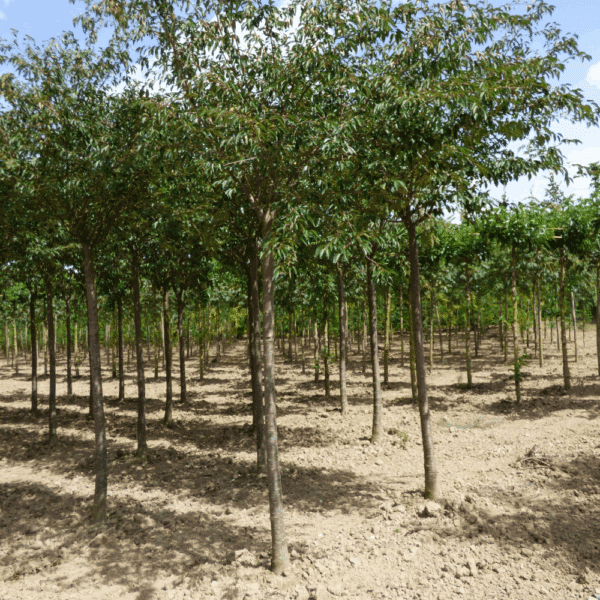 PRUNUS 'Accolade' – Image 11