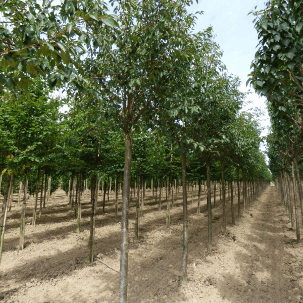 PRUNUS 'Accolade' – Image 10