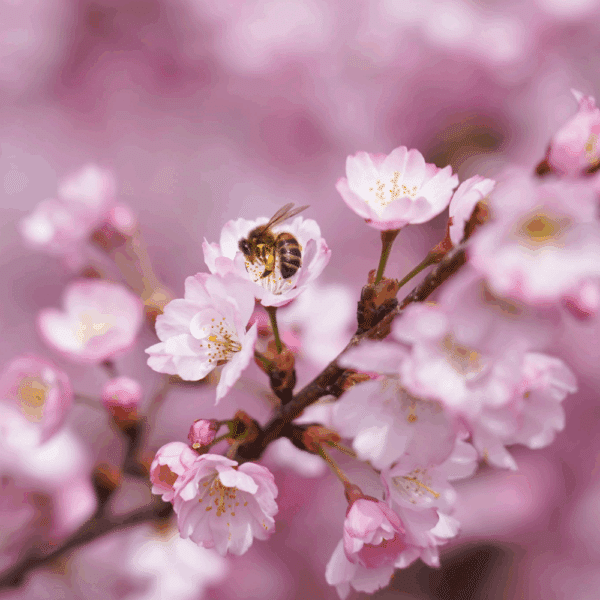 PRUNUS 'Accolade' – Image 2