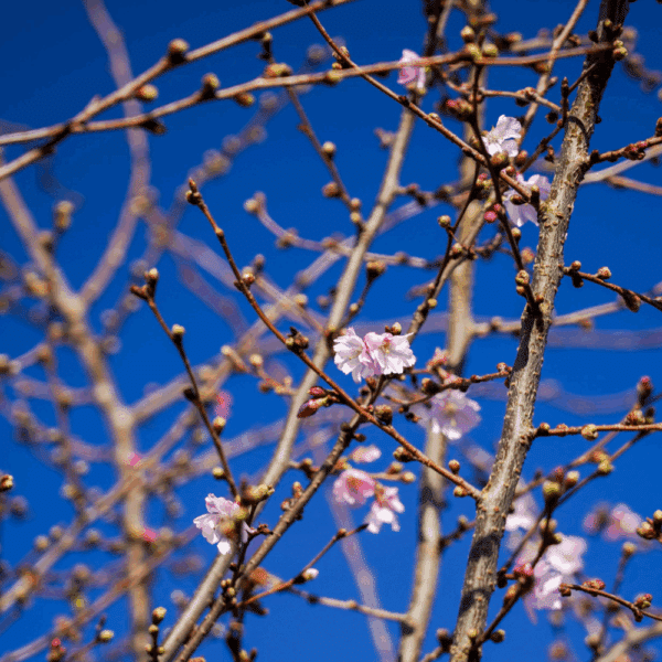 PRUNUS 'Accolade' – Image 5