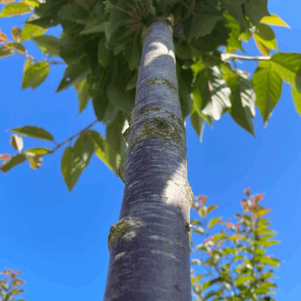 PRUNUS 'Accolade' – Image 4