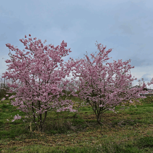 PRUNUS 'Accolade' – Image 6