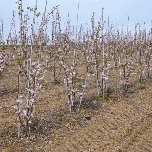 PRUNUS 'Accolade' – Image 14