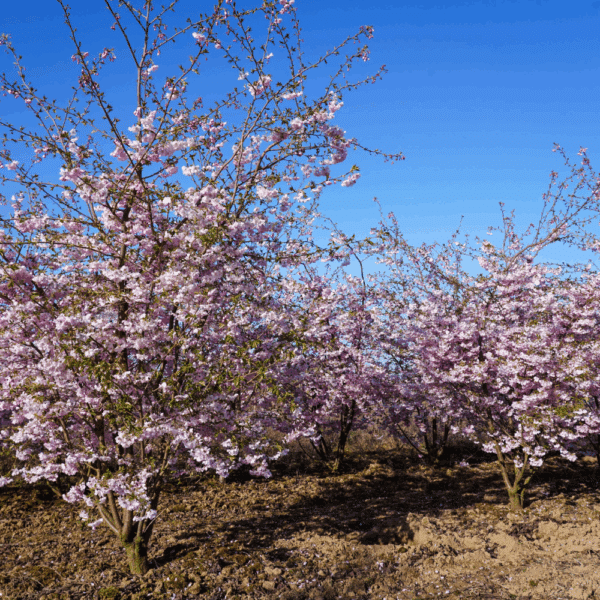 PRUNUS 'Accolade' – Image 12